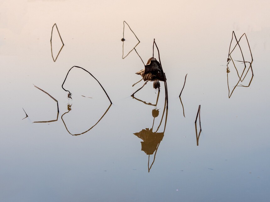 残荷深处梦思量