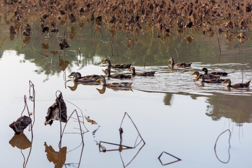 残荷深处梦思量