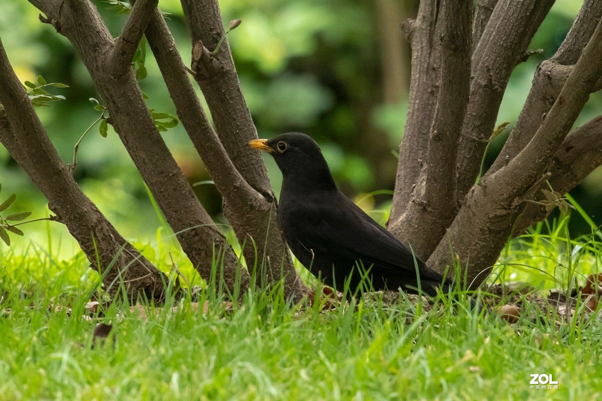 乌鸫灰喜鹊和鹊鸲