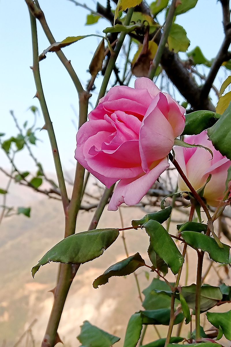 带了相机，却忘了更换电池，无奈之下只能用手机拍照而已