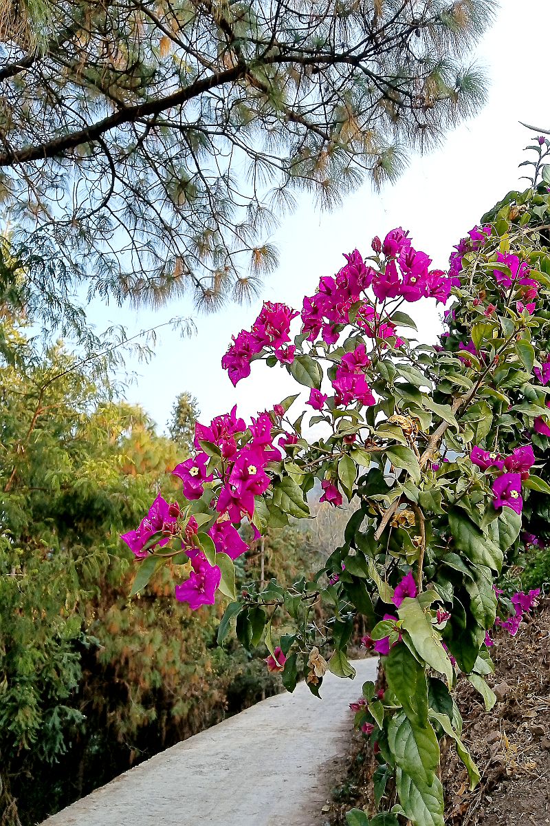 带了相机，却忘了更换电池，无奈之下只能用手机拍照而已