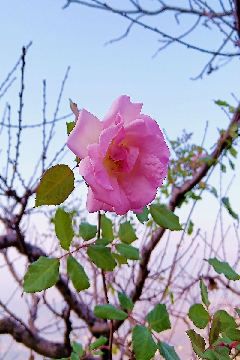 带了相机，却忘了更换电池，无奈之下只能用手机拍照而已