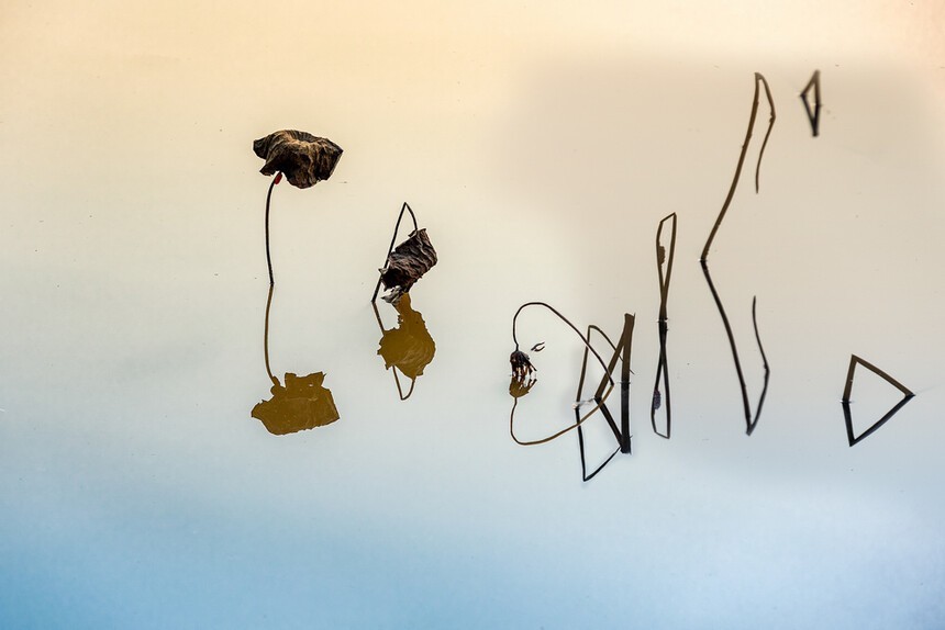 残荷深处梦思量