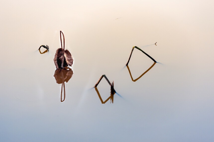 残荷深处梦思量