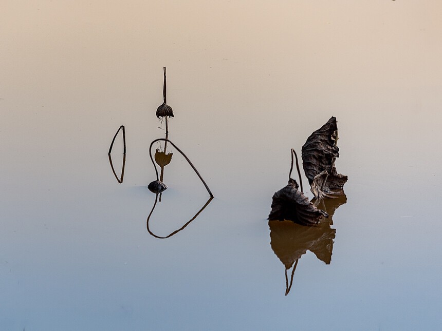 残荷深处梦思量