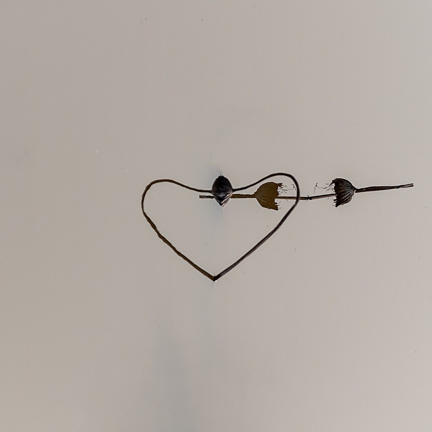 残荷深处梦思量