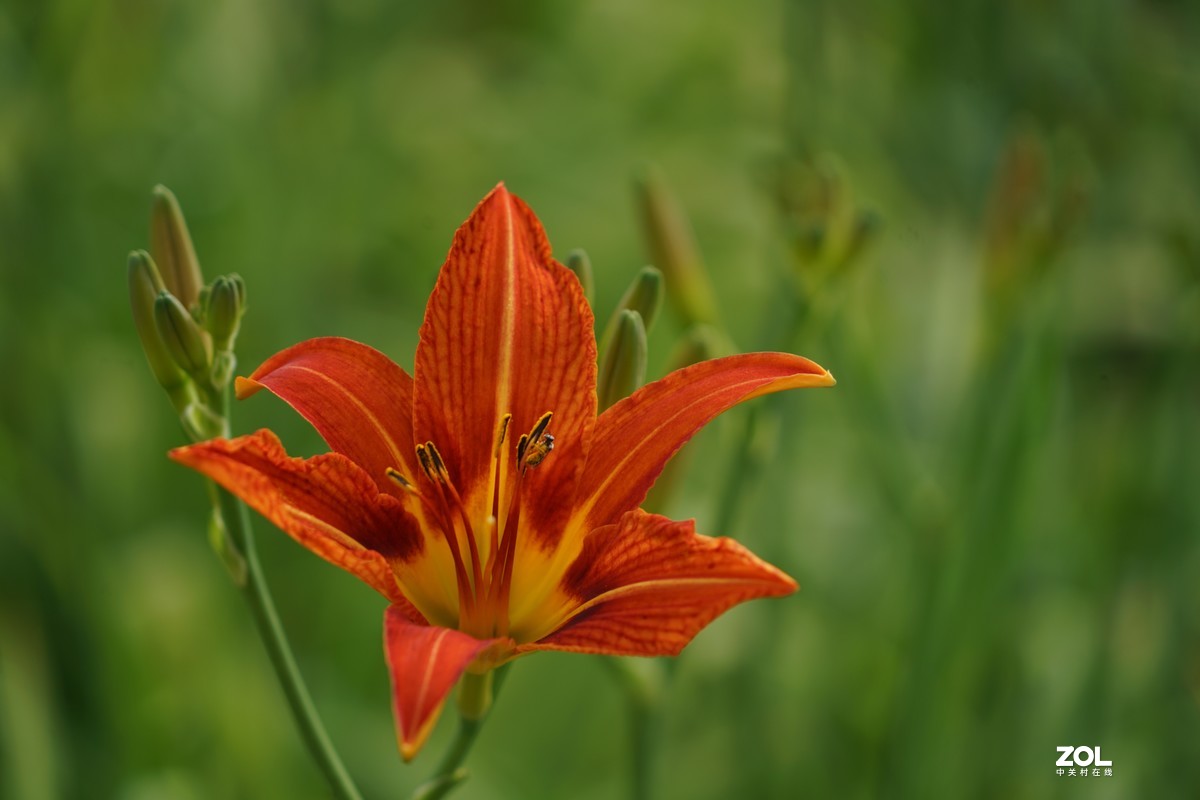 百合花