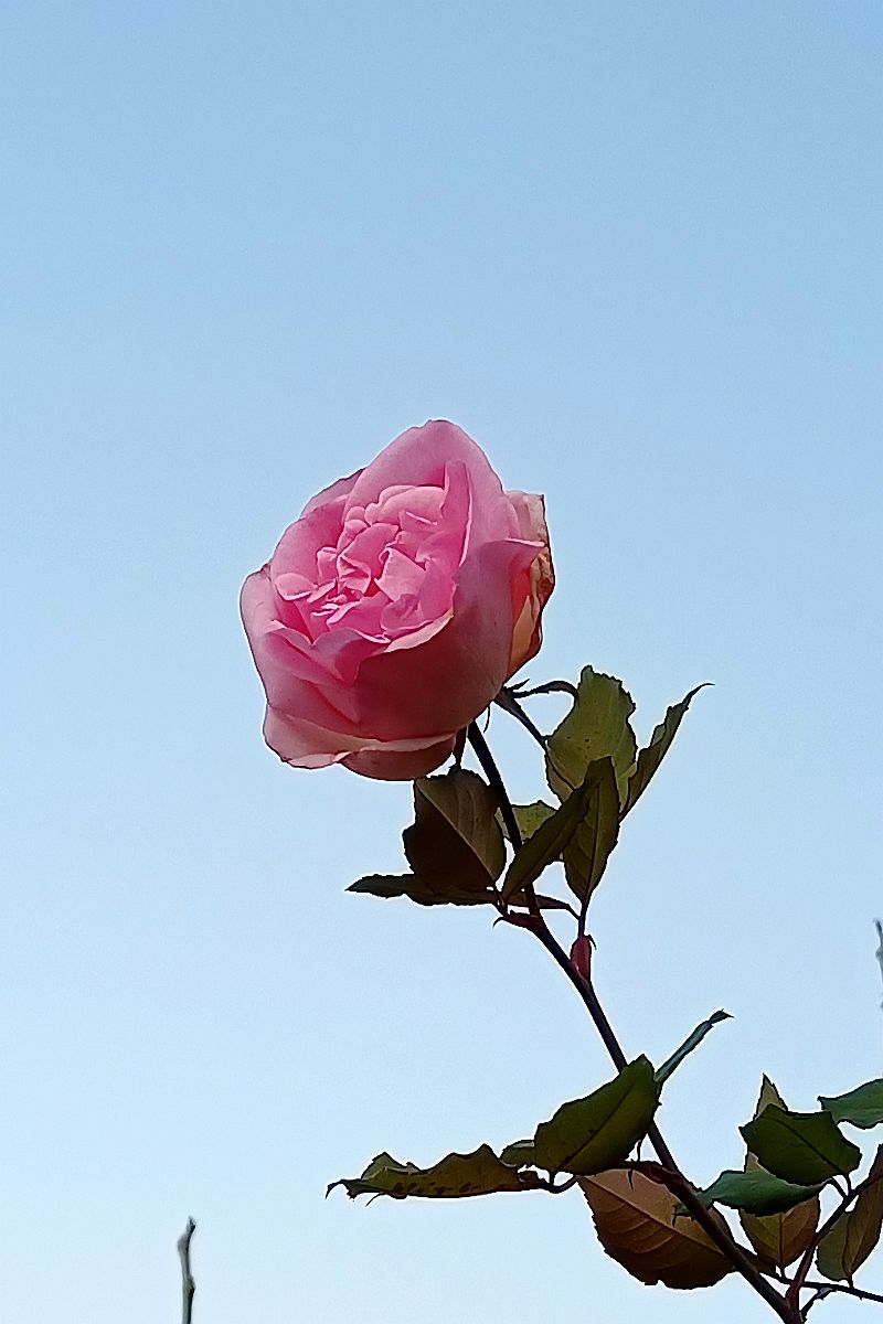 带了相机，却忘了更换电池，无奈之下只能用手机拍照而已