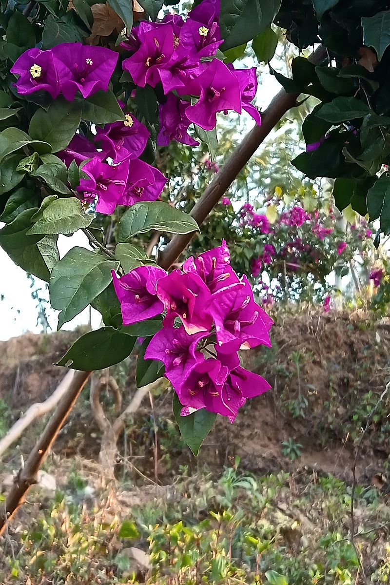 带了相机，却忘了更换电池，无奈之下只能用手机拍照而已