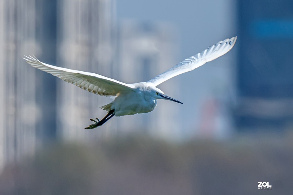 #版主坐堂#小五星空(中国)2021年1 月精品荟萃