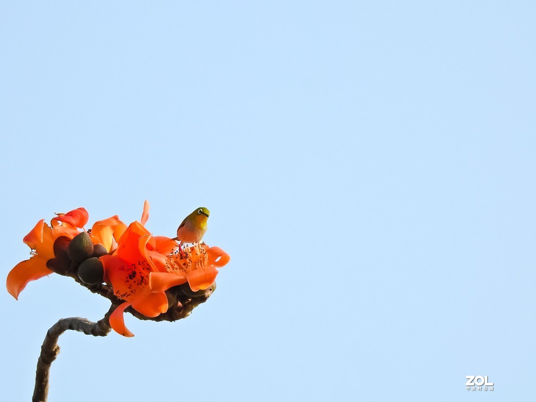 #版主坐堂#小五星空(中国)2021年1 月精品荟萃