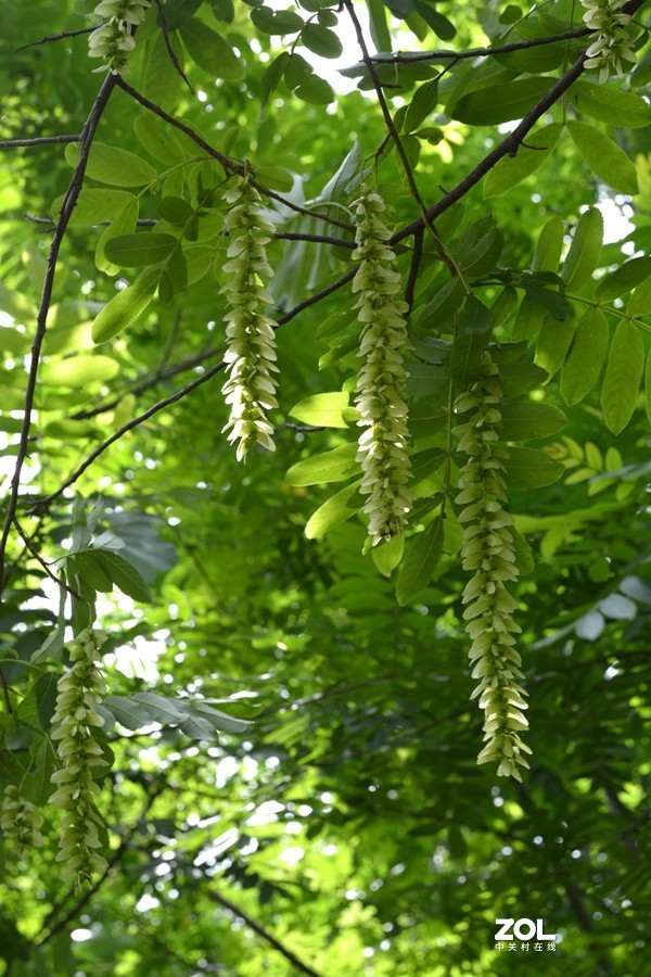暮春夏初雨后湿地公园