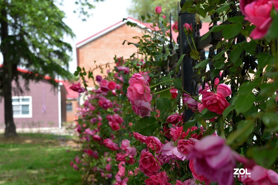 暮春夏初雨后湿地公园