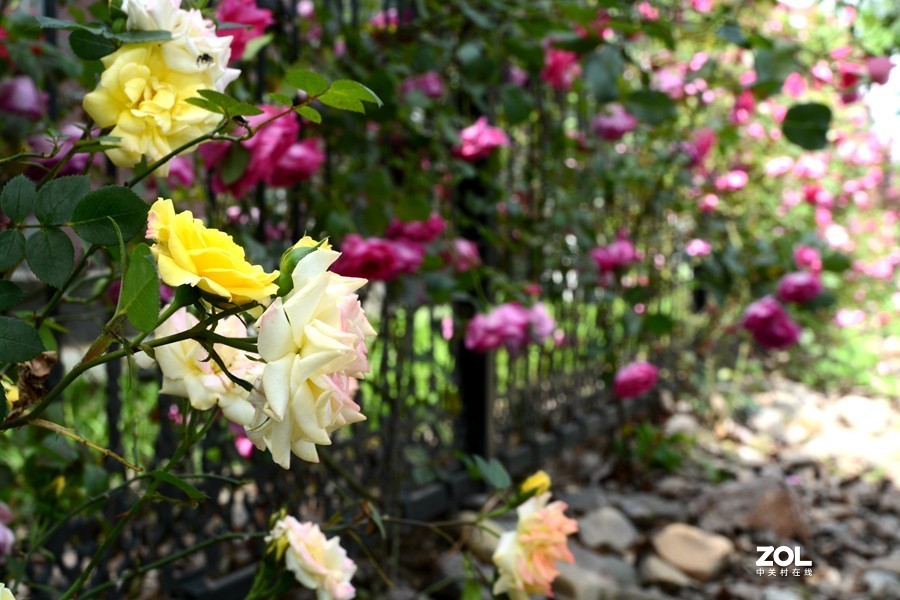 暮春夏初雨后湿地公园
