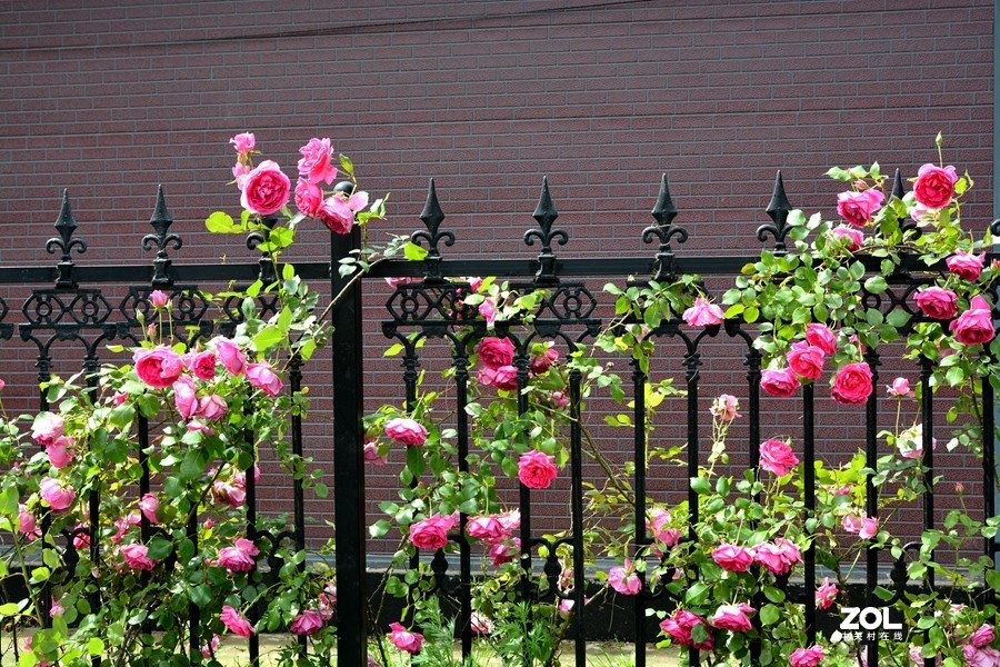 暮春夏初雨后湿地公园