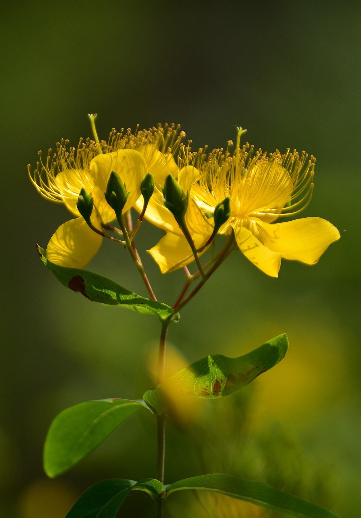 金丝桃  难拍好