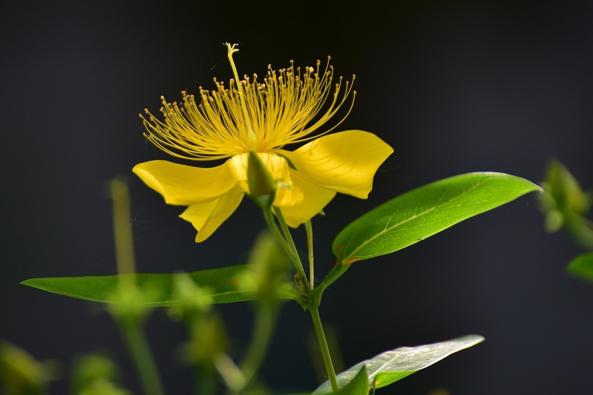 金丝桃  难拍好