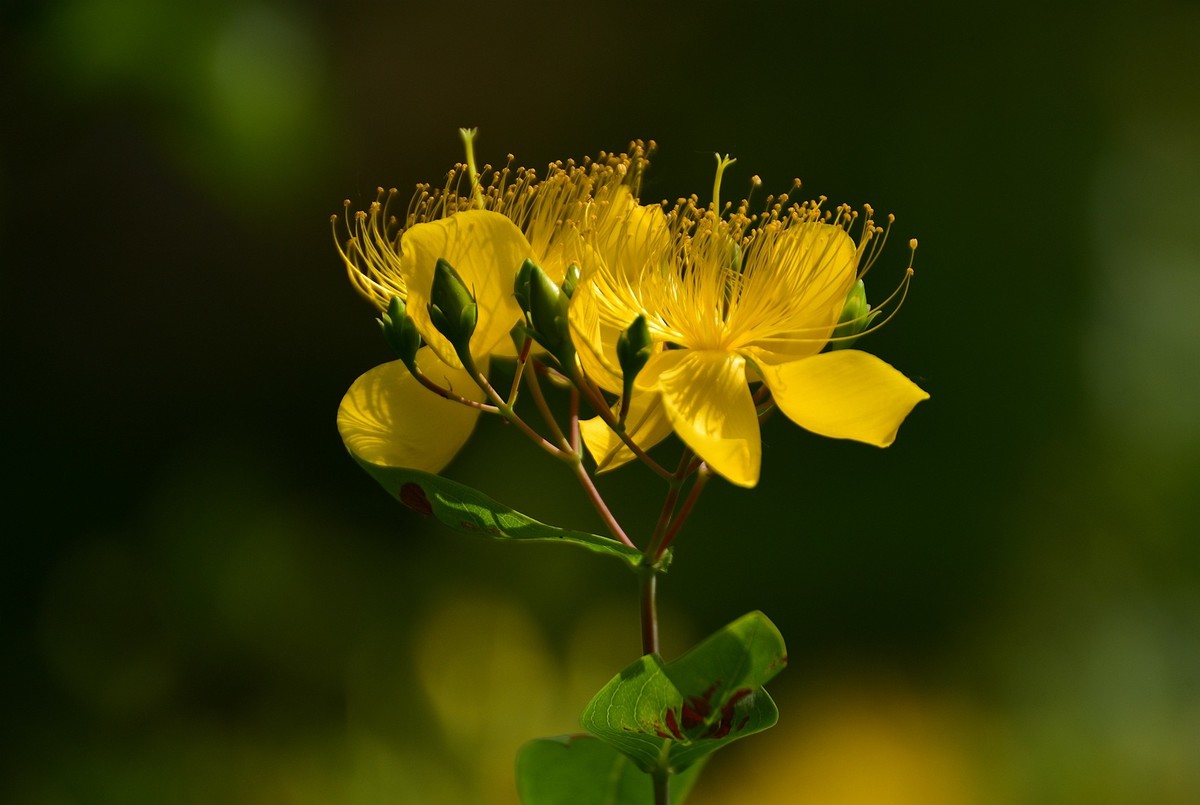 金丝桃  难拍好
