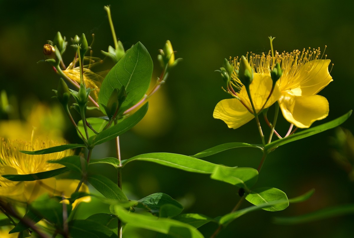 金丝桃  难拍好