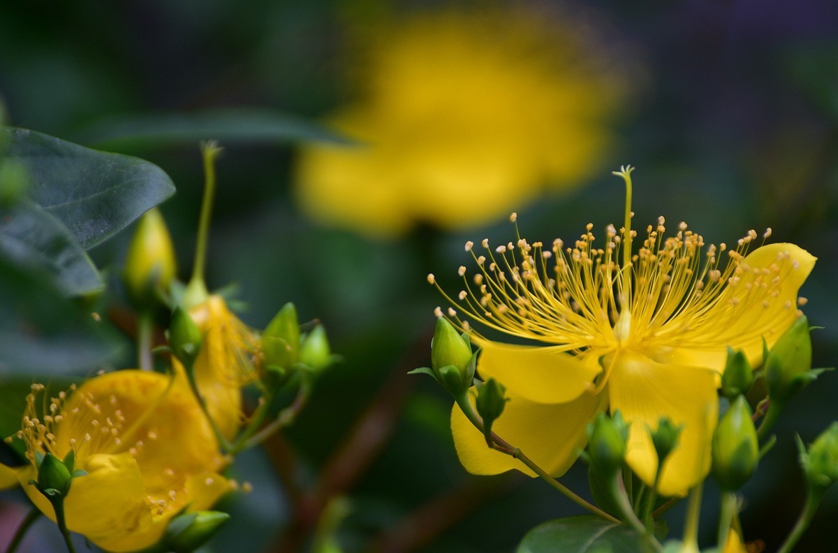 金丝桃  难拍好