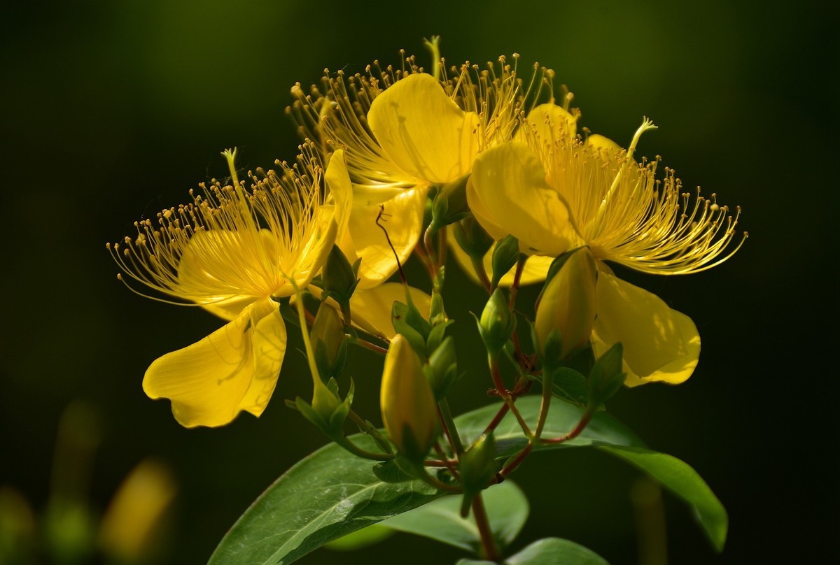金丝桃  难拍好