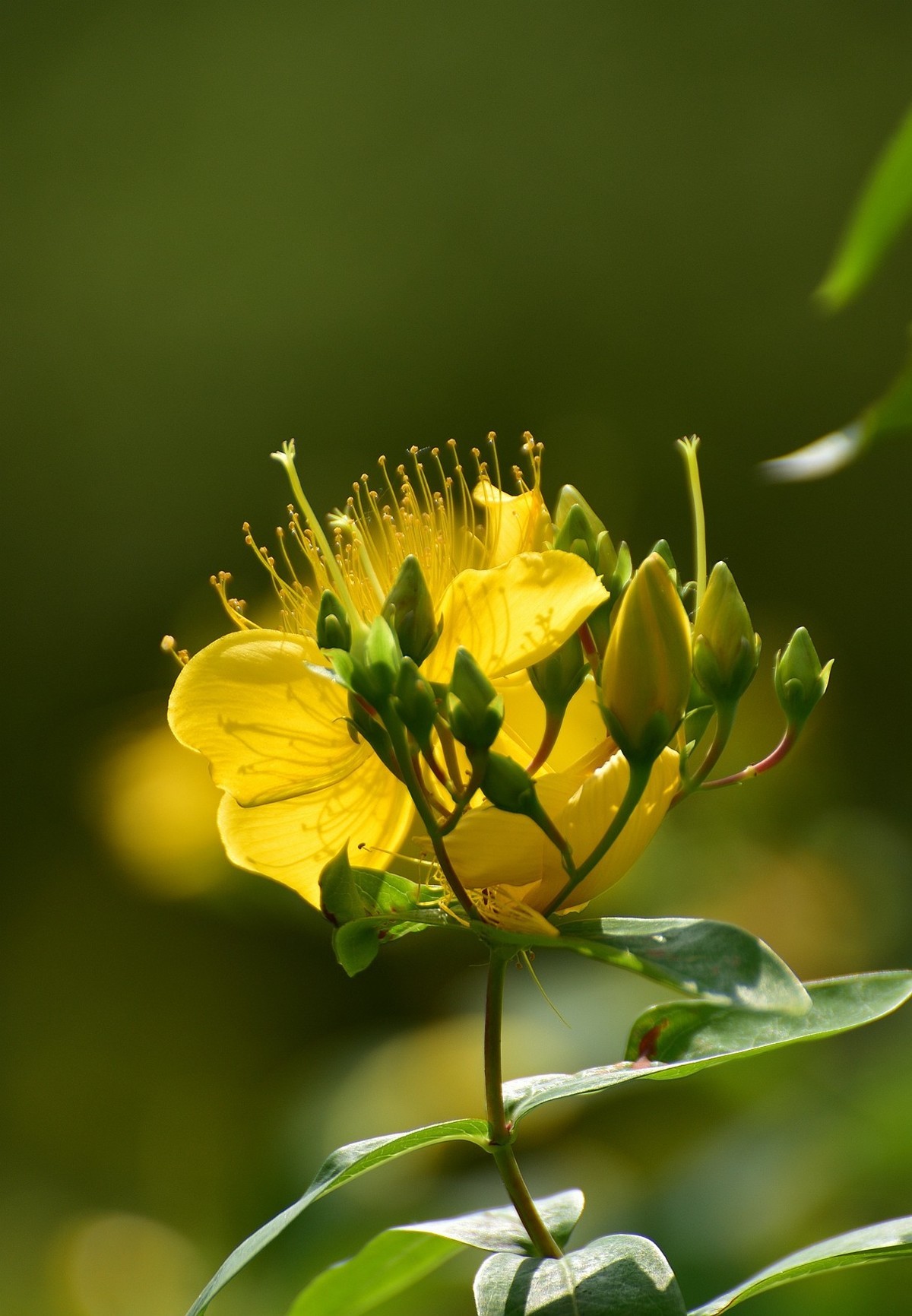金丝桃  难拍好