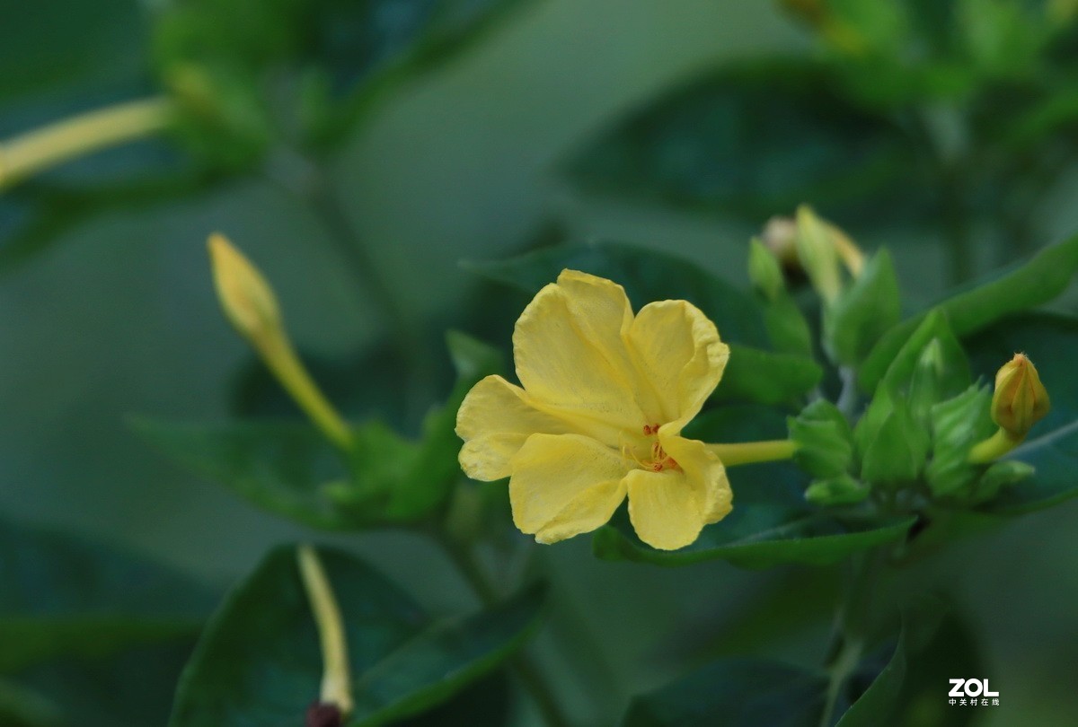 关东百花园(251)——黄花紫茉莉