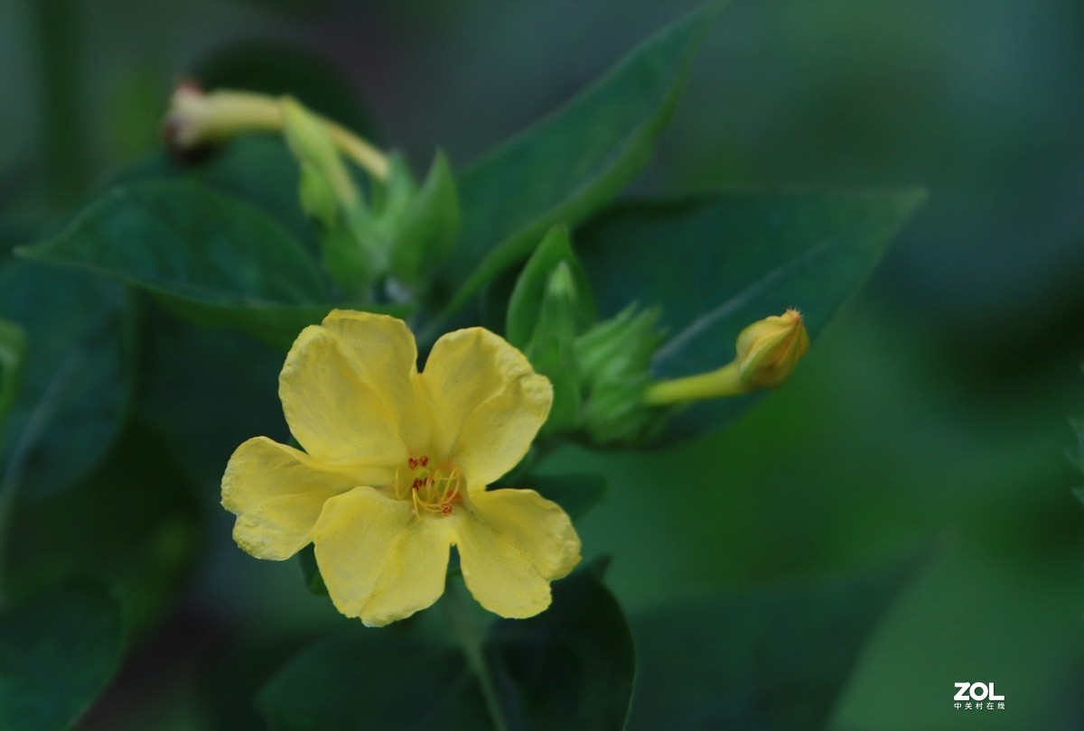 关东百花园(251)——黄花紫茉莉