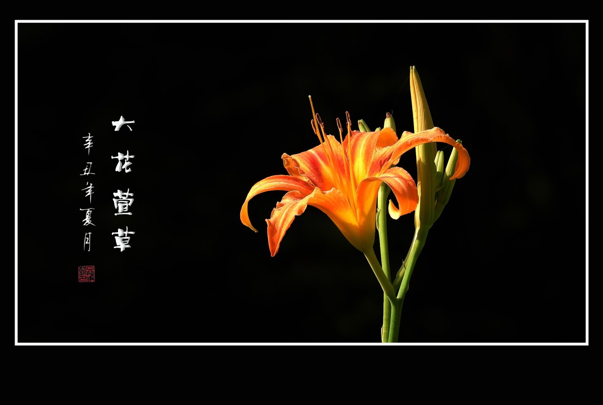 漂亮的大花萱草