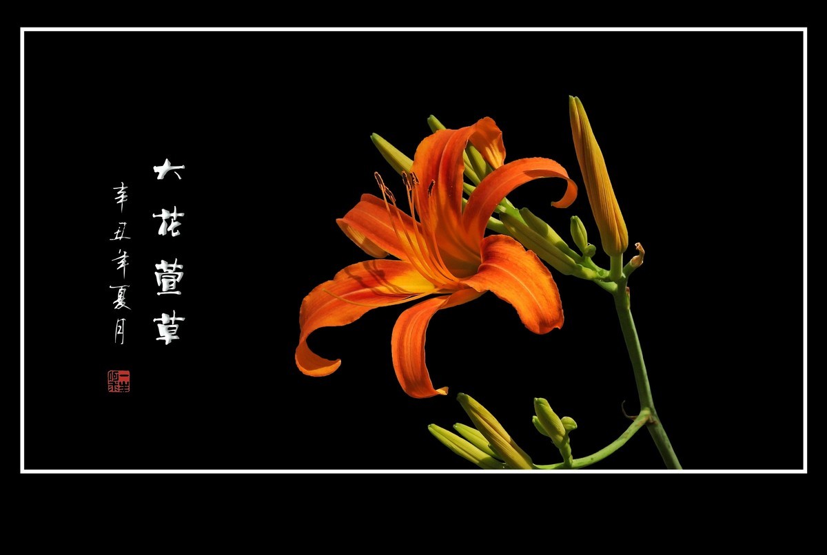 漂亮的大花萱草