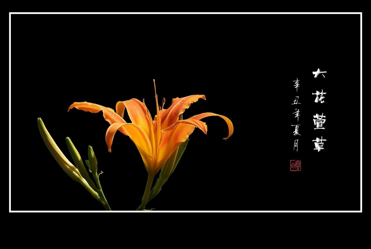 漂亮的大花萱草