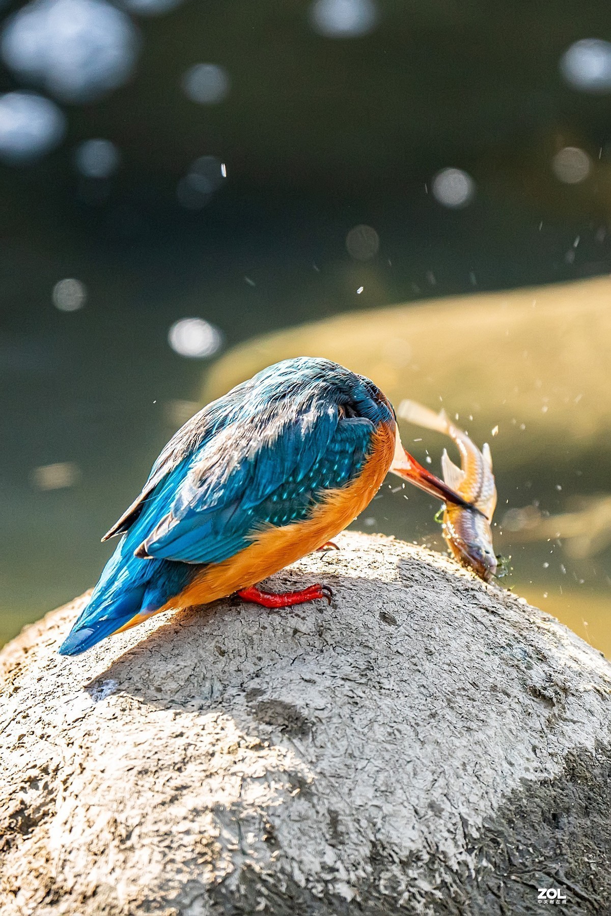 #版主坐堂#小五星空(中国)2021年1 月精品荟萃