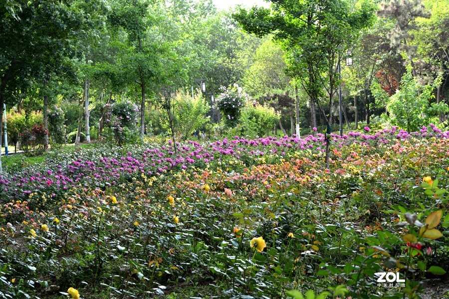 暮春夏初雨后湿地公园
