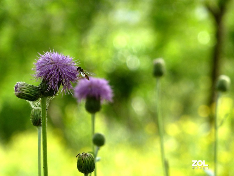 暮春夏初雨后湿地公园