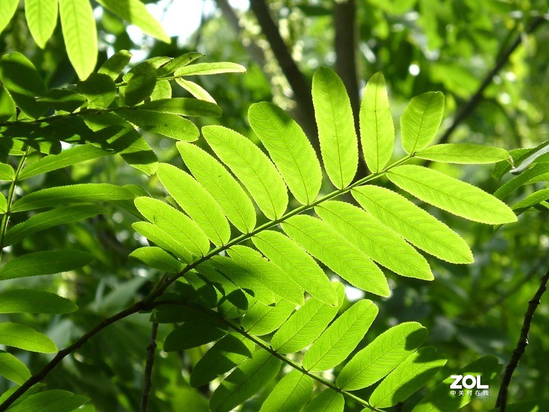 暮春夏初雨后湿地公园