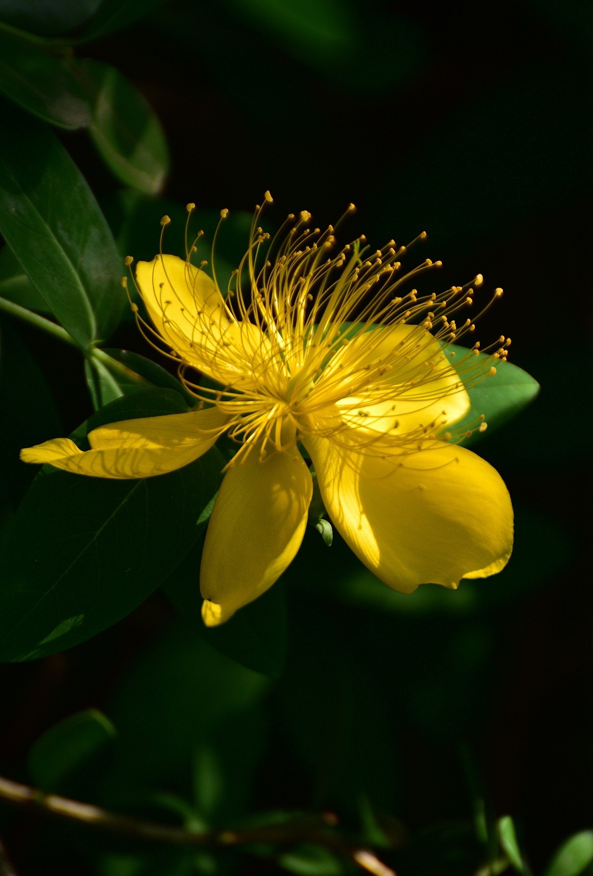 金丝桃  难拍好