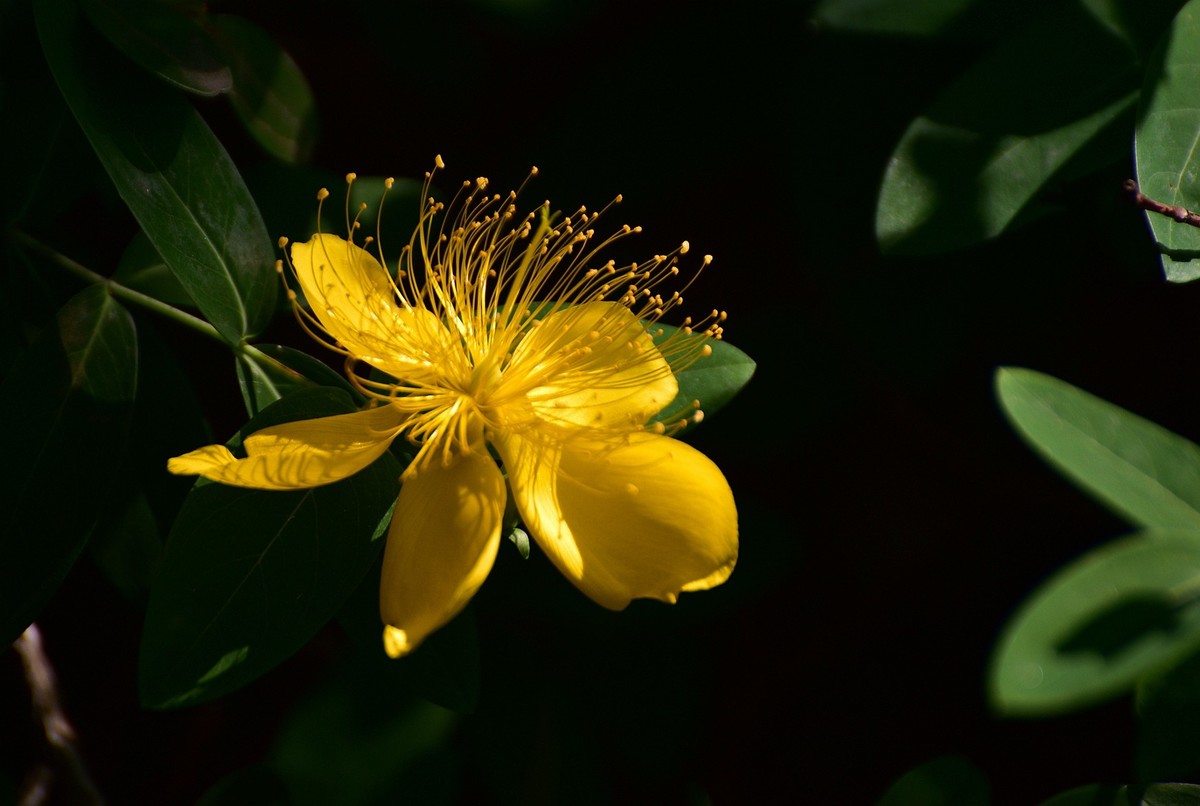 金丝桃  难拍好