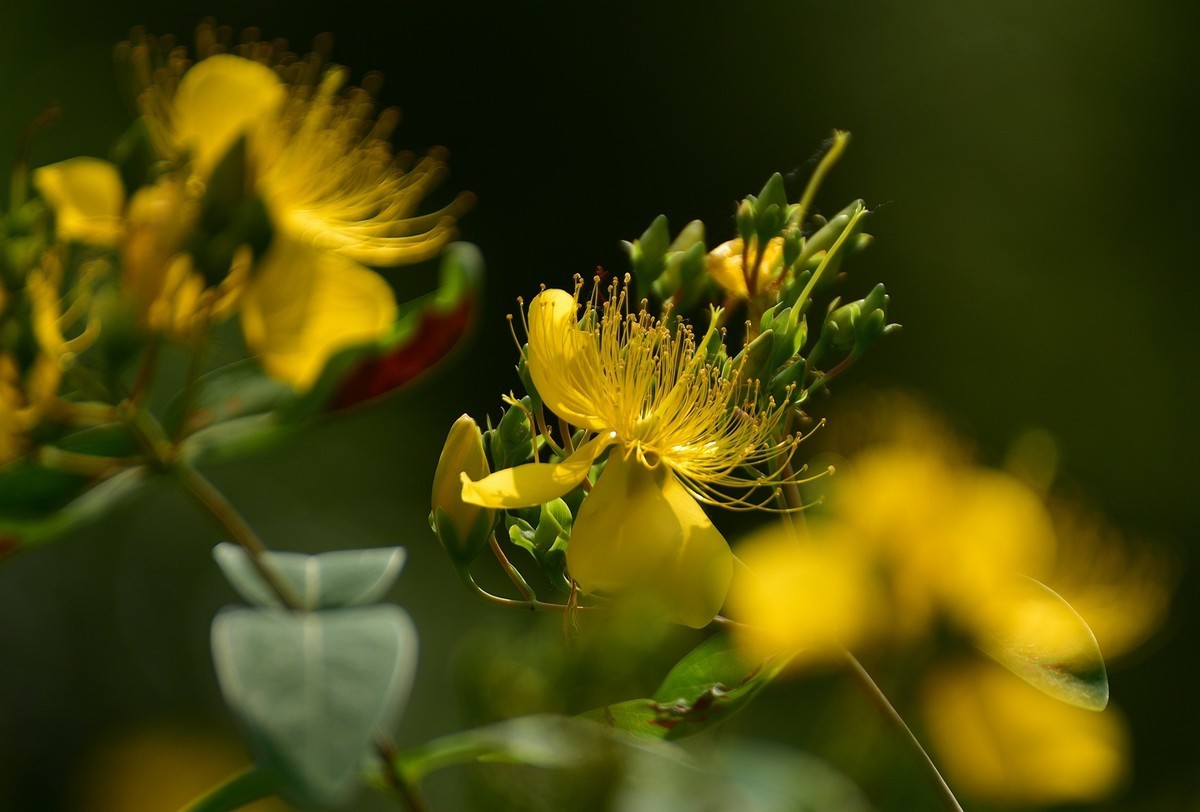 金丝桃  难拍好