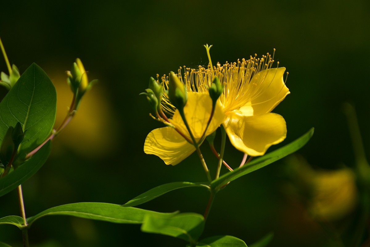 金丝桃  难拍好
