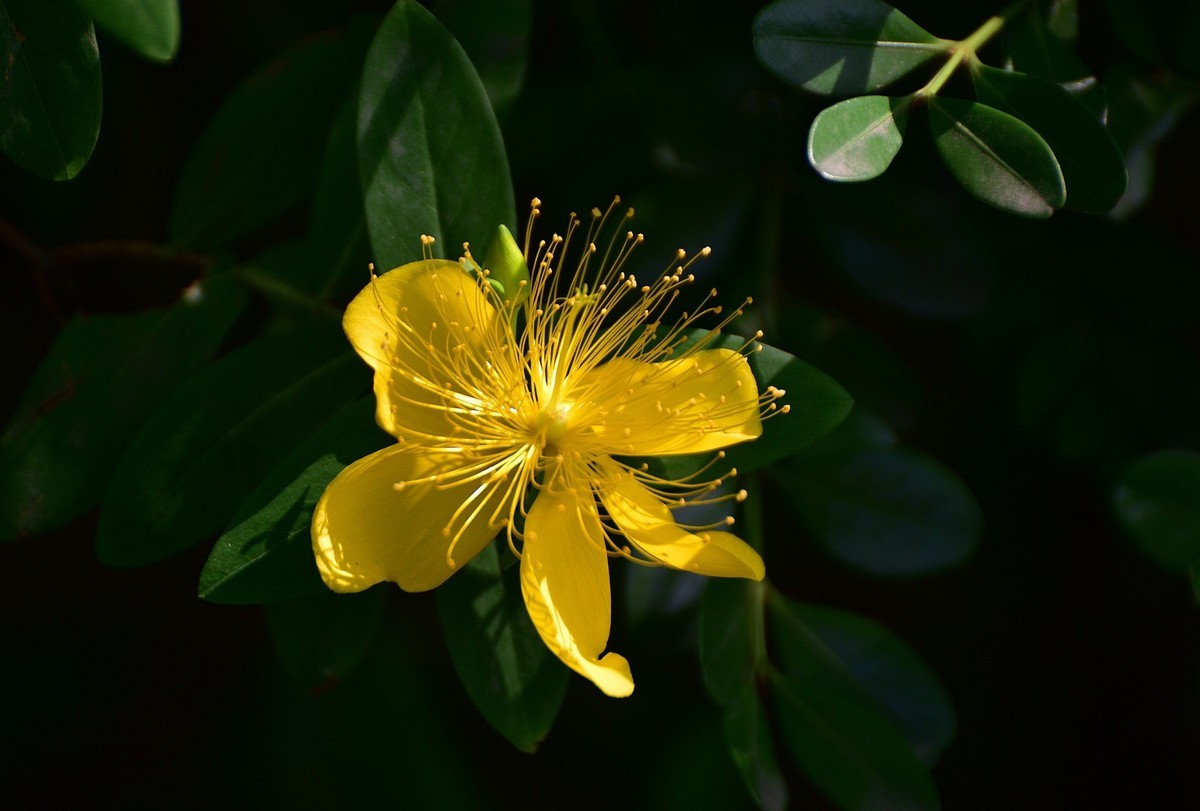 金丝桃  难拍好