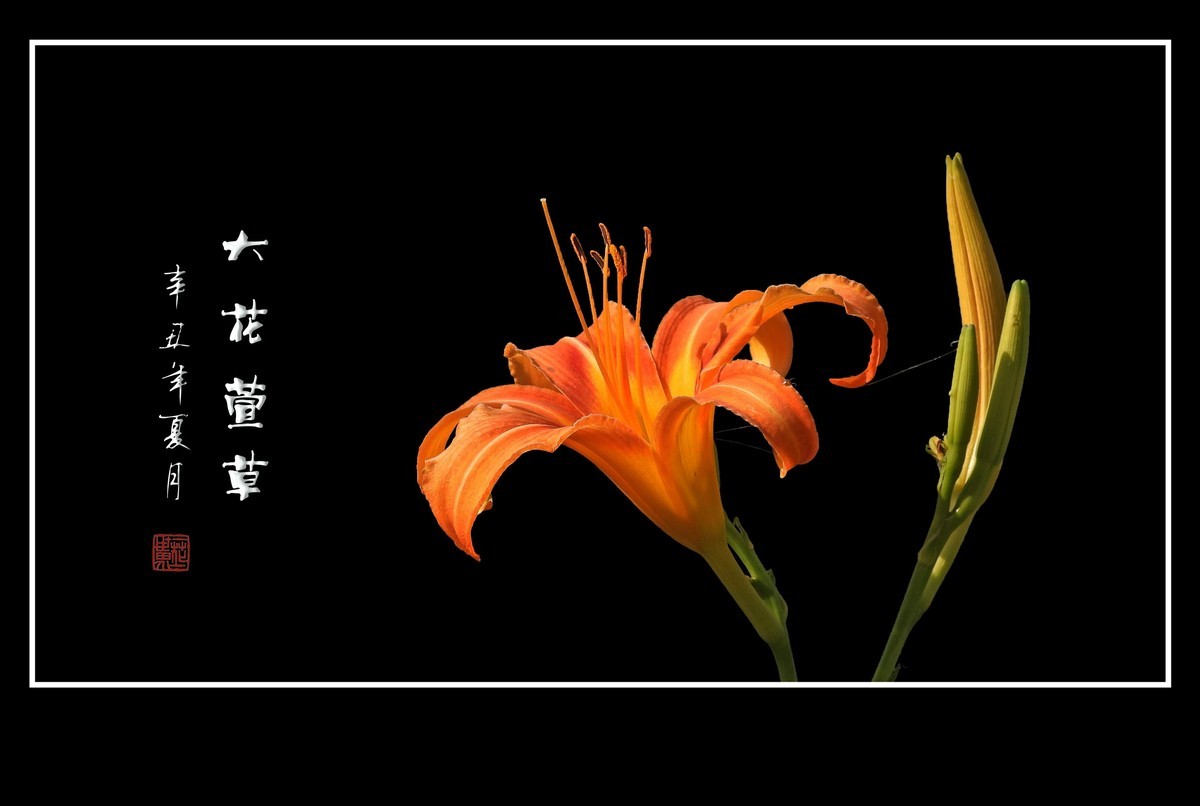 漂亮的大花萱草