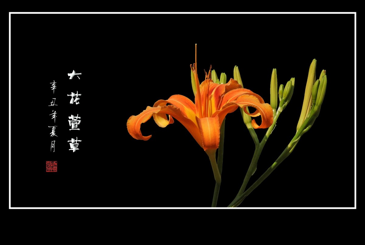 漂亮的大花萱草