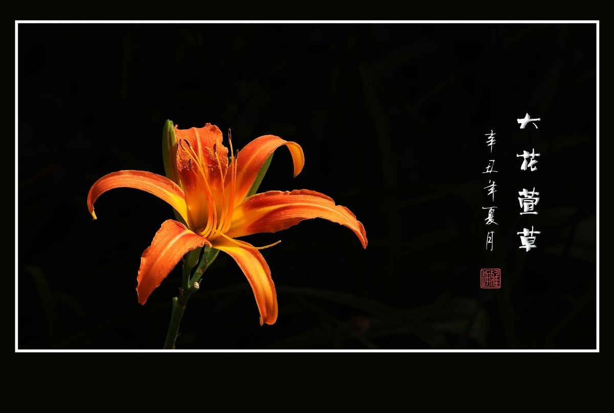 漂亮的大花萱草