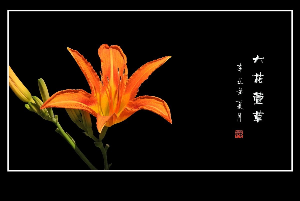 漂亮的大花萱草