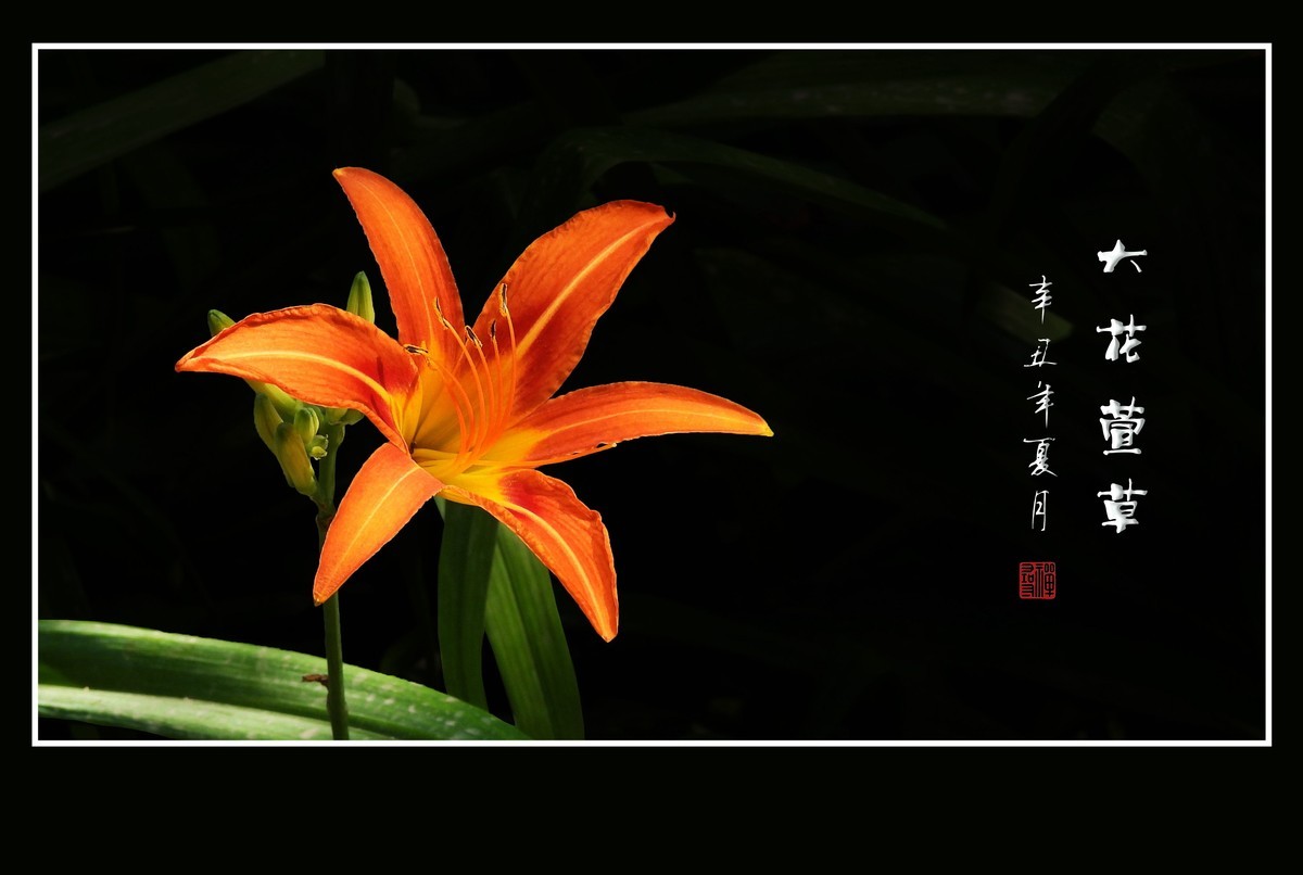 漂亮的大花萱草