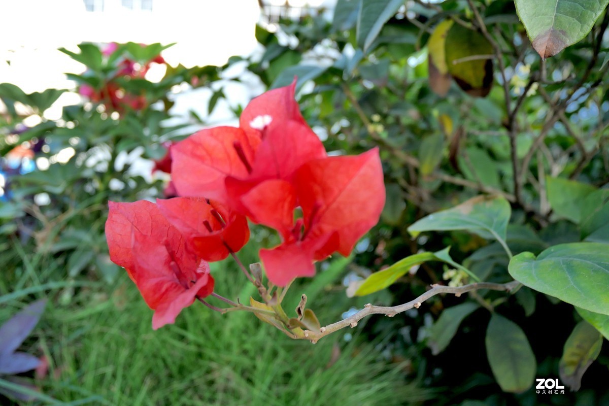 初冬好天气， 三角梅盛开