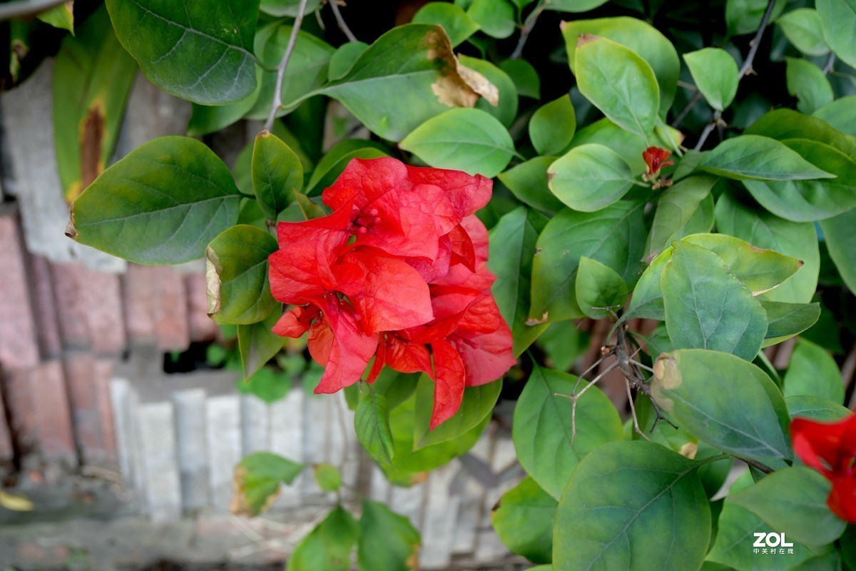 初冬好天气， 三角梅盛开