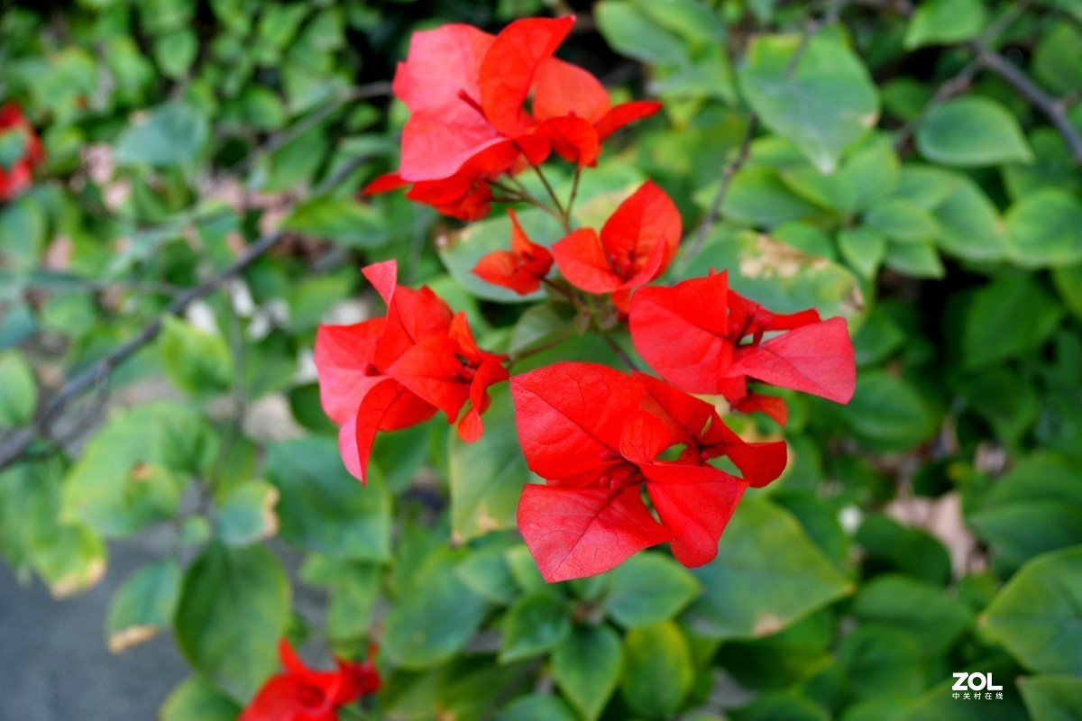初冬好天气， 三角梅盛开