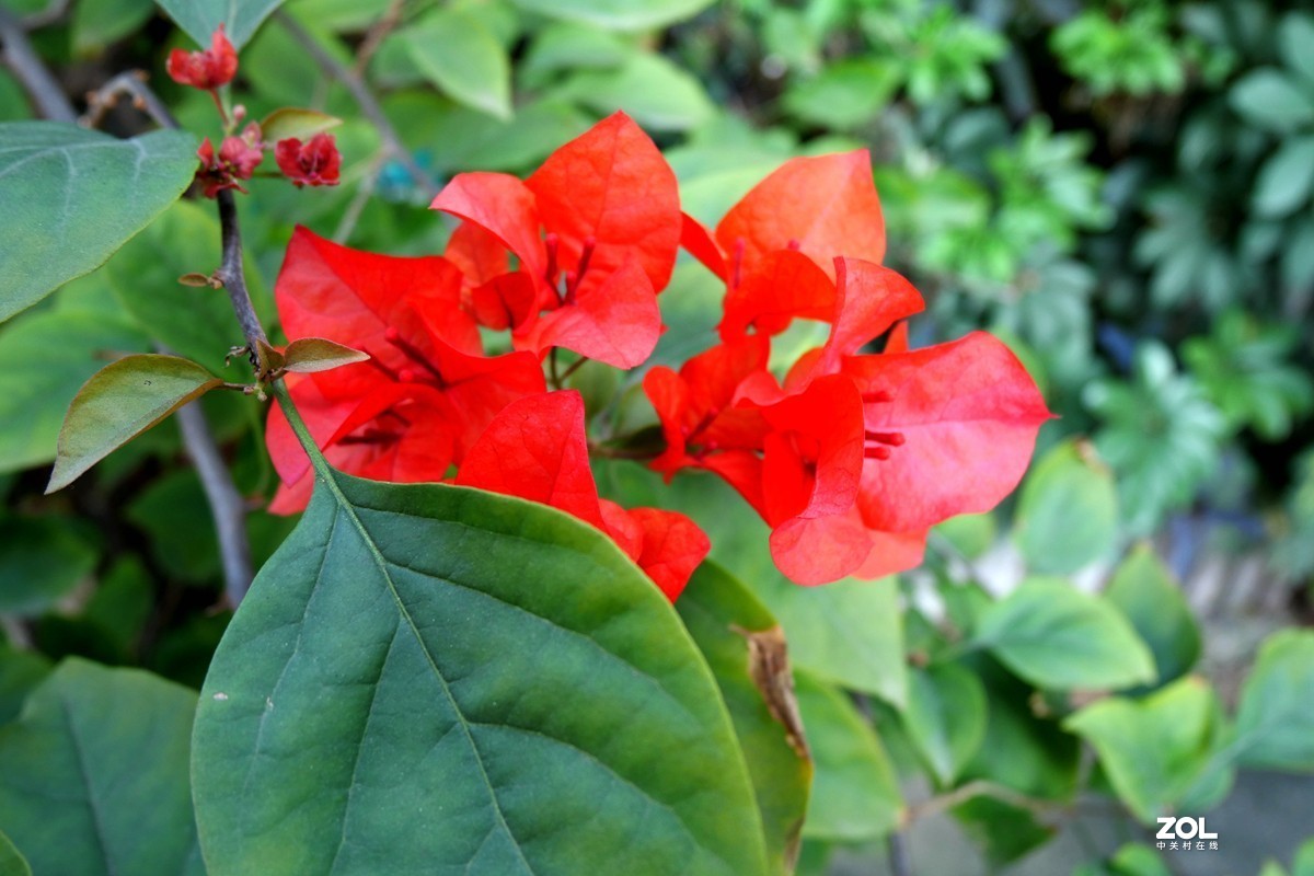 初冬好天气， 三角梅盛开