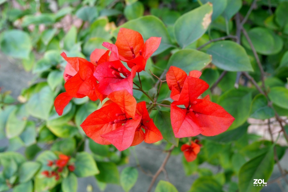 初冬好天气， 三角梅盛开